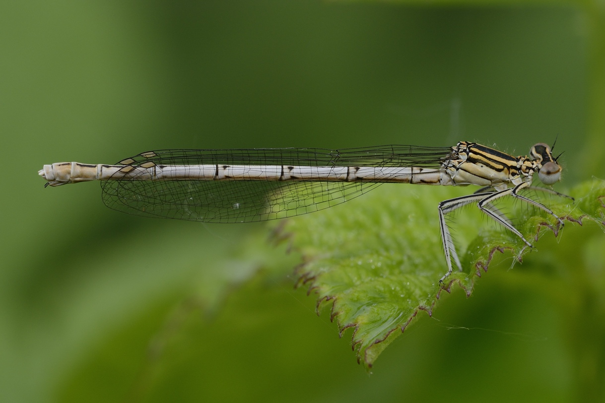 Prime libellule - Platycnemis pennipes (F. imm.)